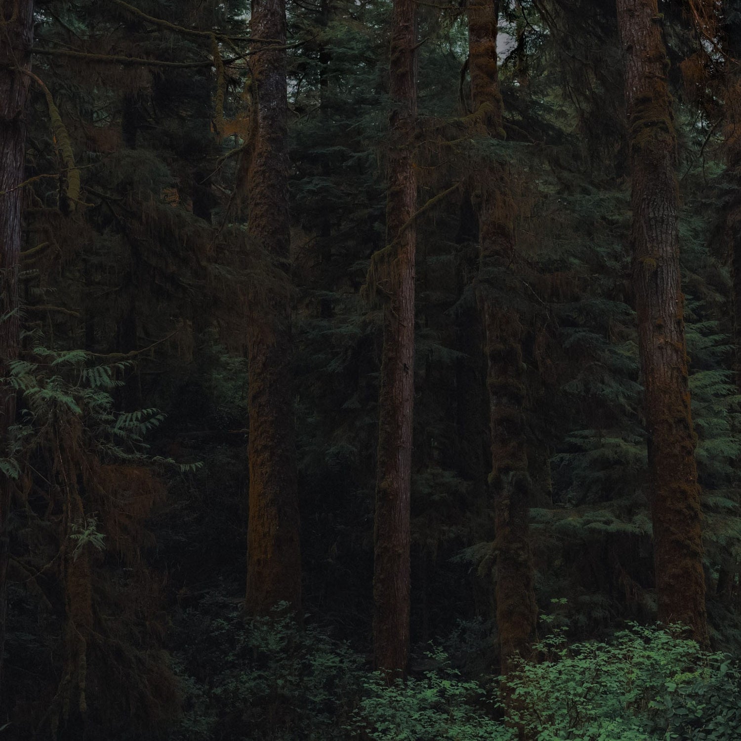 WOODLAND